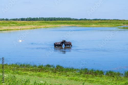 Obraz na płótnie Zwei Wasserbüffel stehen im Wasser w salonie