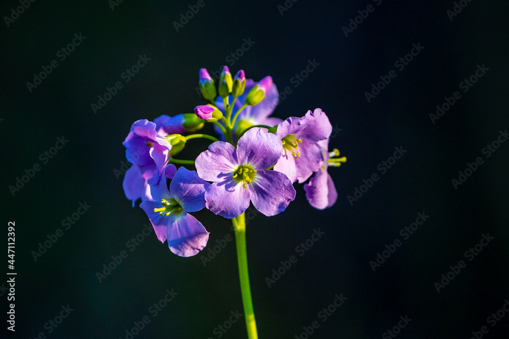 Fototapeta premium flower on black background