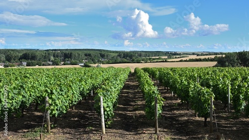 Rows of vines aligned under a blue sky