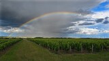 Rainbow over a vineyard