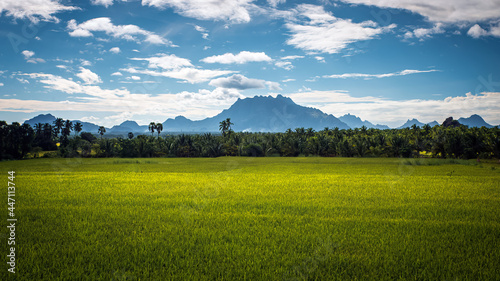 Beautiful landscape growing Paddy rice field with mountain and blue sky background in Nagercoil. Tamil Nadu, South India. photo