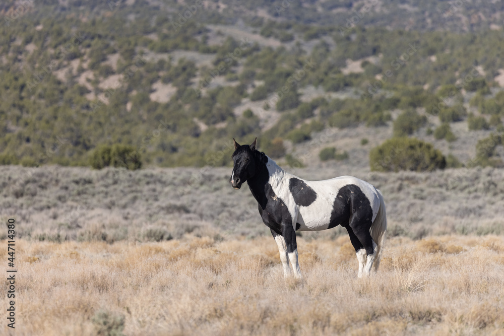 Majestic Wild Horse in the Utah Desert Majestic Wild Horse in the Utah Desert