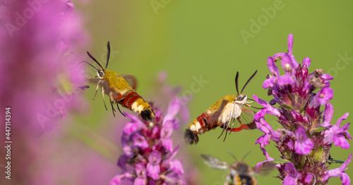 Hemaris fuciformis - the broad-bordered bee hawk-moth in the garden © Vera Kuttelvaserova