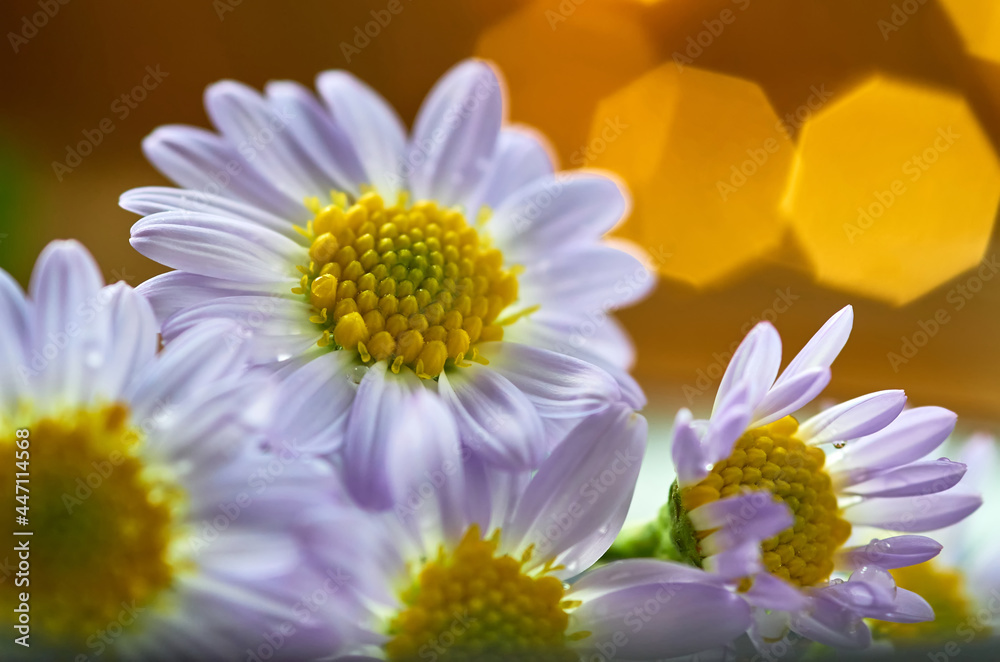 Naklejka premium Close-up view of the daisy flower and warm light