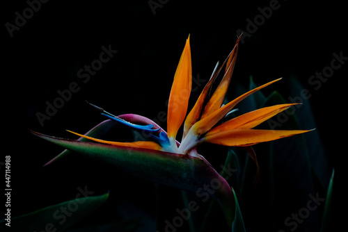 bird of paradise flower photo