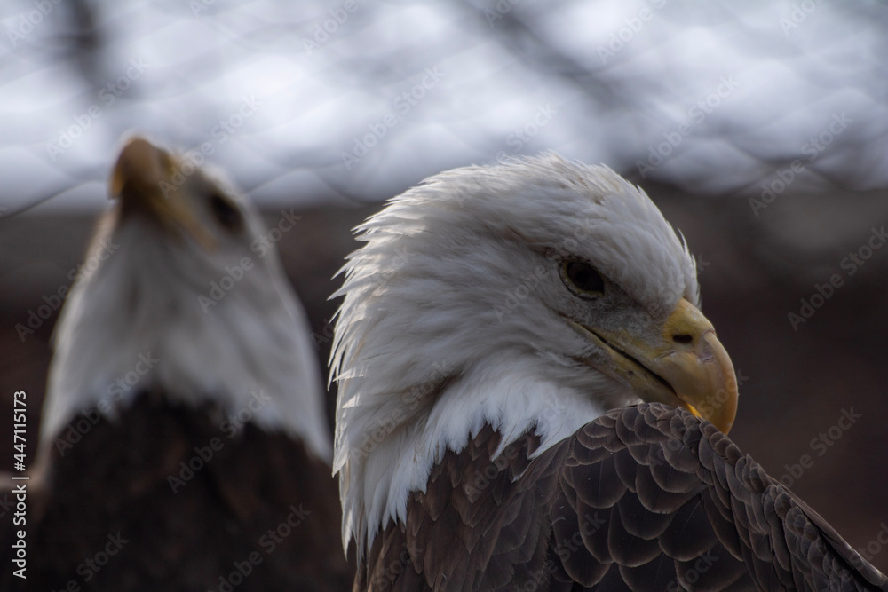 Obraz premium american bald eagle