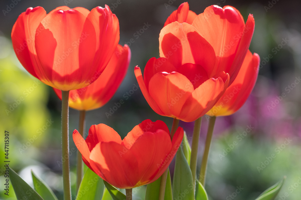 Fototapeta premium Sunlit red tulips on a spring day.
