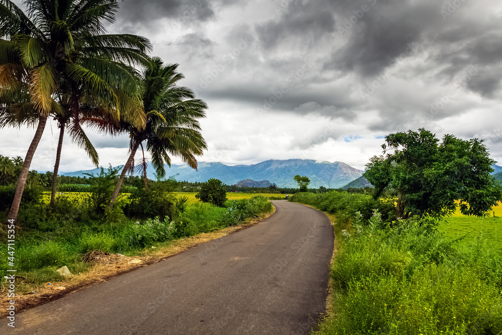 Beautiful landscape growing Paddy rice field two side with long road and mountain blue sky background view near Nagercoil, Kanyakumari District. Tamil Nadu, South India. Beautiful landscape growing Paddy rice field two side with long road and mountain blue sky background view near Nagercoil, Kanyakumari District. Tamil Nadu, South India.