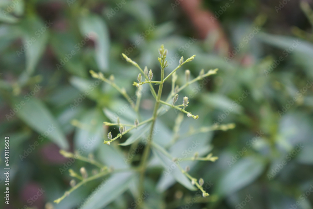 Fresh young seeds of Andrographis paniculata, The tip of the Kariyat tree. Fresh young seeds of Andrographis paniculata, The tip of the Kariyat tree.