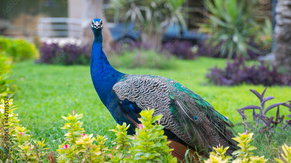 Fototapeta premium Beautiful Peacock at a park in Qatar.