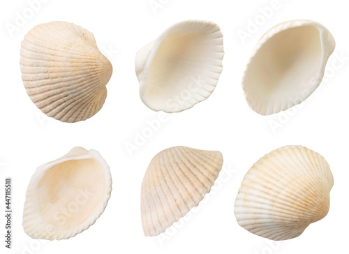 Set of white bivalve seashells on a white background. Isolated