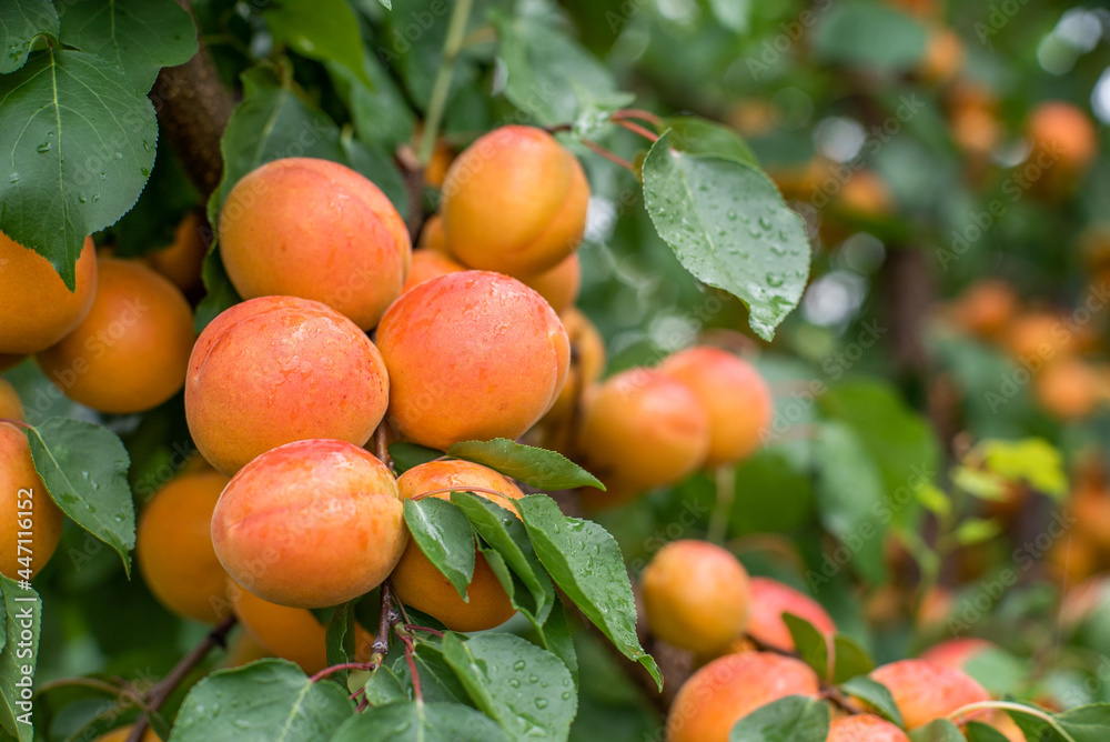 many apricot fruits on a tree in the garden on a bright summer day. Organic fruits. Healthy food. Ripe apricots.