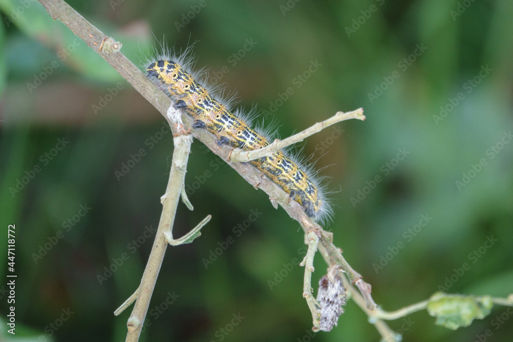 large yellow and black insect caterpillar eats the green leaves of a shrub.