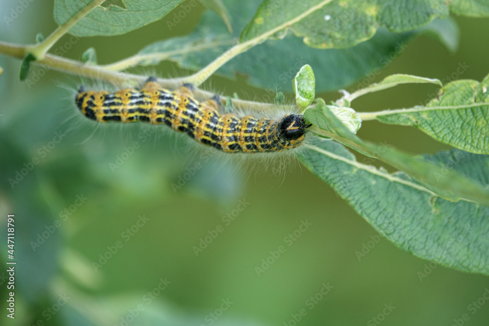 large yellow and black insect caterpillar eats the green leaves of a shrub. large yellow and black insect caterpillar eats the green leaves of a shrub.