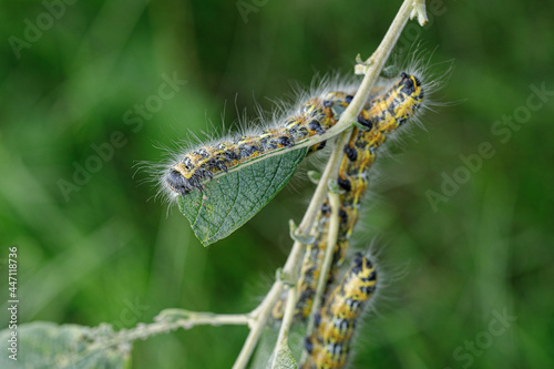 a large yellow and black insect caterpillar eats the green leaves of a shrub. © karegg