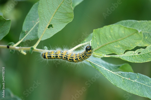 large yellow and black insect caterpillar eats the green leaves of a shrub. © karegg