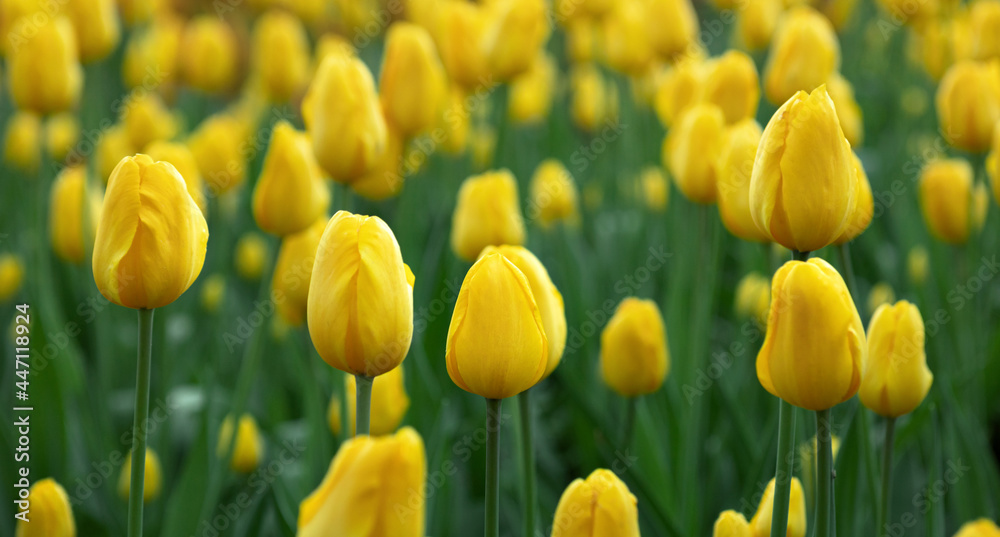 spring background with yellow flowers, blooming tulips in the garden or park, close-up, selective focus