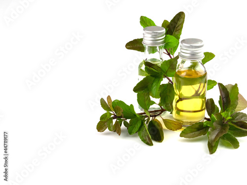 Red basil essential oil in bottle and leaves, isolated on white background.