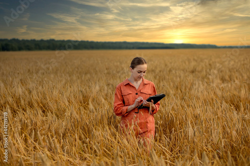 Woman caucasian technologist agronomist in wheat field checking growth of crops for agriculture on sunset. Agriculture and harvesting concept.