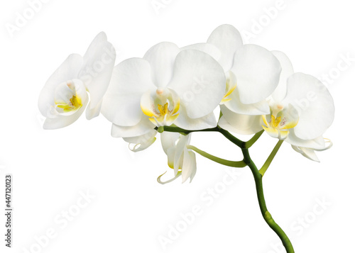 Fototapeta Naklejka Na Ścianę i Meble -  Beautiful white orchid flower isolated on white background.