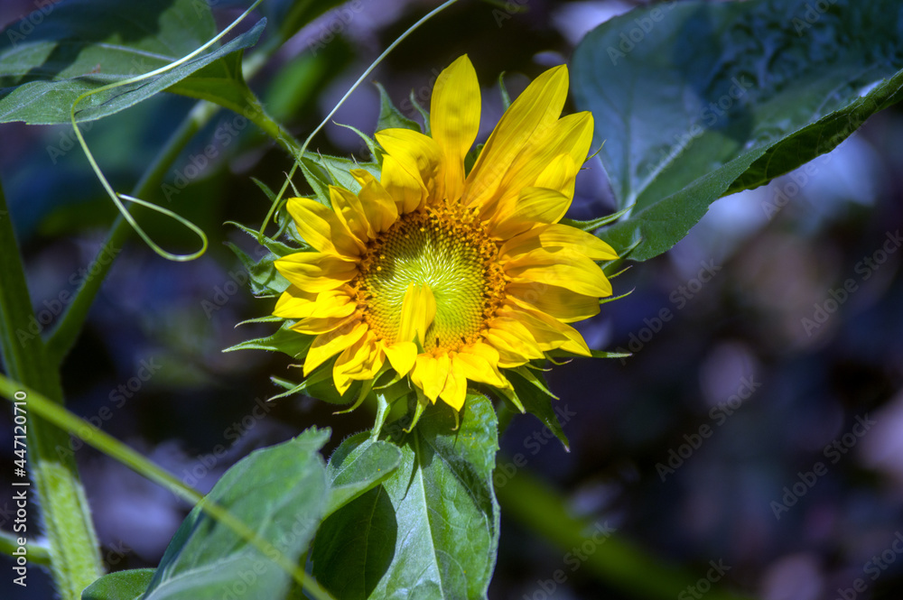 Naklejka premium Duży ozdobny kwiat słonecznika w pięknych mocnych promieniach żółtego słońca