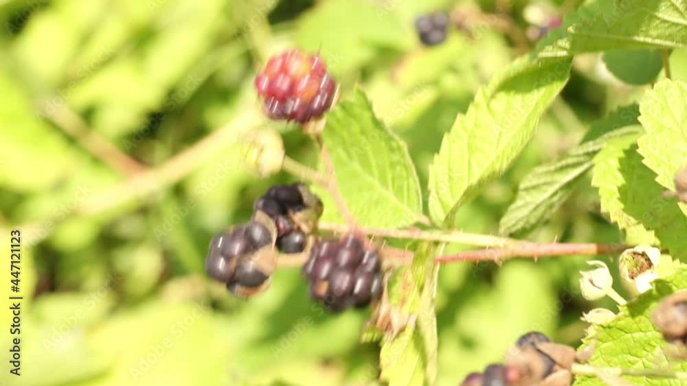 Forest blackberries sway in the wind. Berries close-up.
Forest blackberries sway in the wind. Berries close-up.