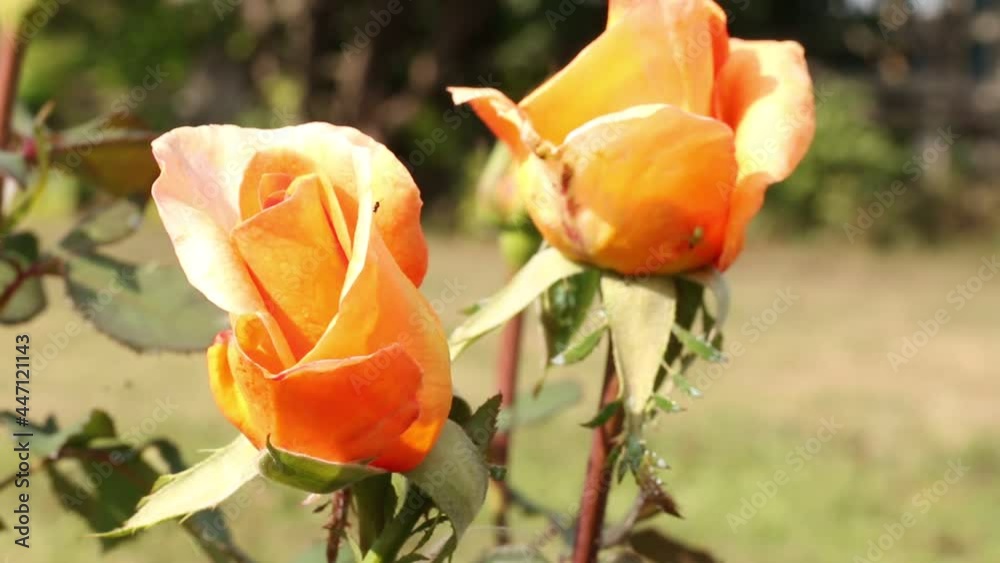 Orange rose bud. Unblown flower. Close-up nature.
