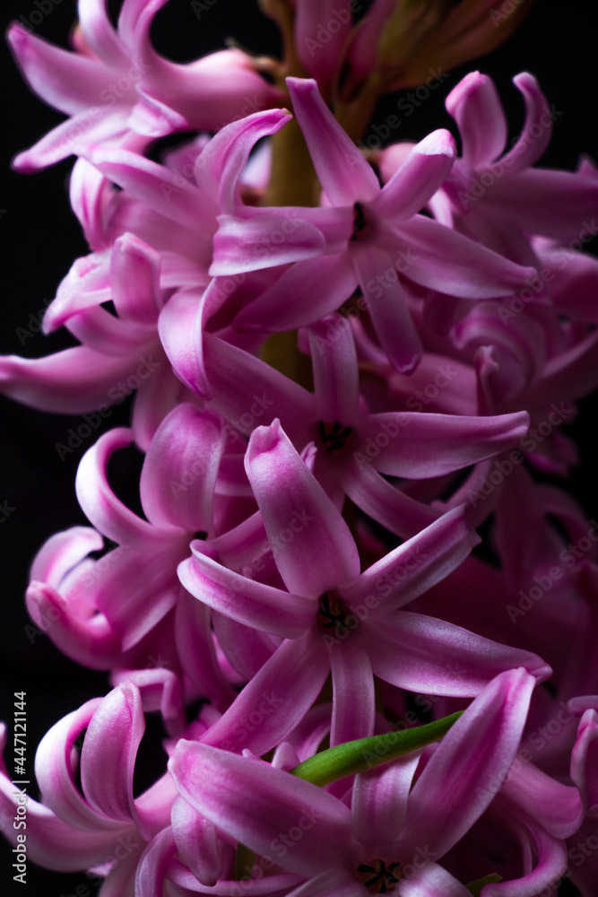 Naklejka premium Lilac-purple hyacinth flower blooming on the dark black background