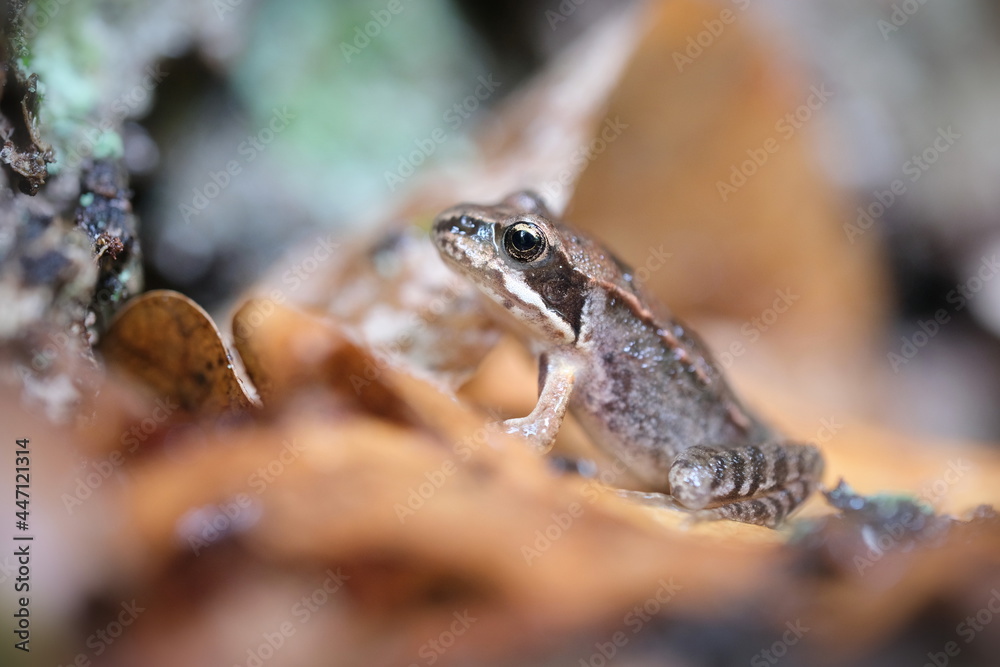 Naklejka premium Jungfrosch im Wald
