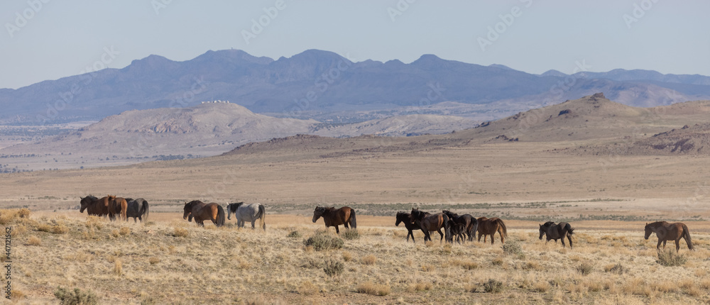 Herd of Wild Horses in the Utah Desert