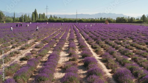 Lavender manor on a sunny day. photo