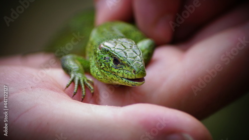lizard on hand