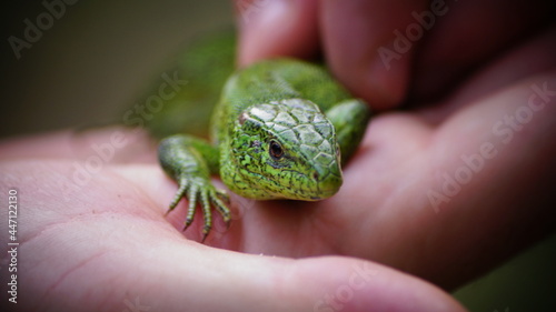 lizard on hand