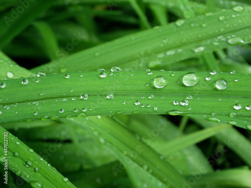 stalks of grass in raindrops