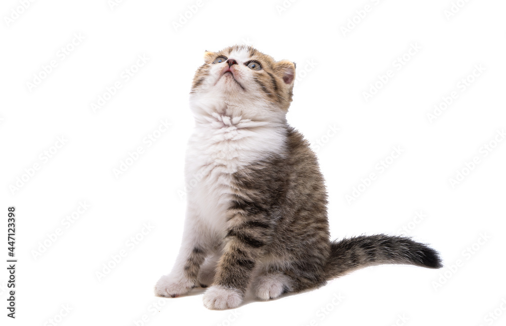Fototapeta premium kitten isolated
