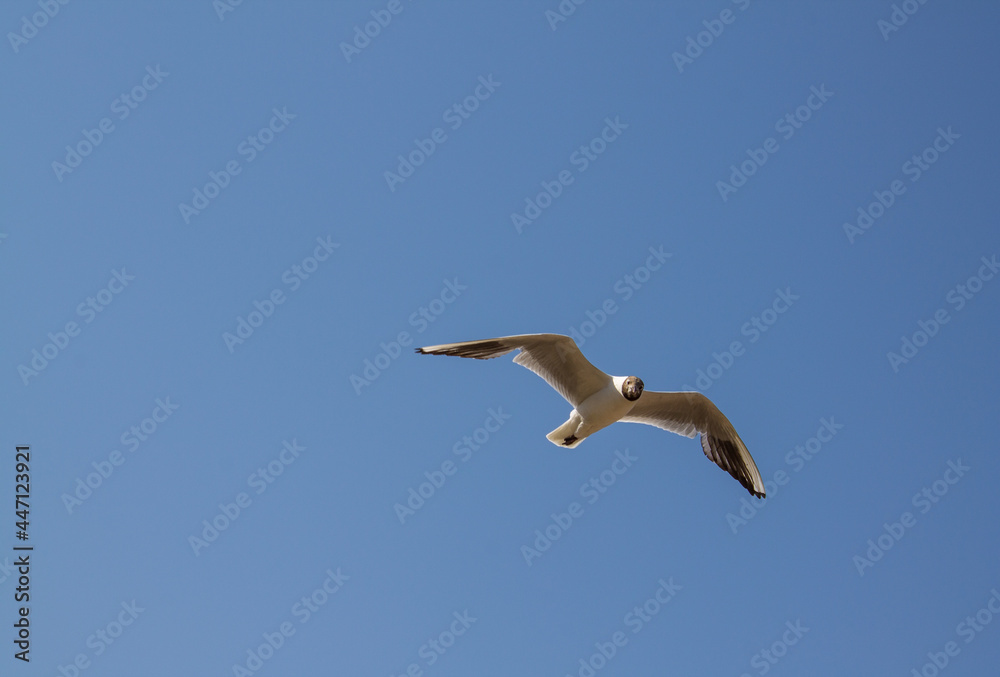 Fototapeta premium A white gull in close-up hovers in the air with its wings spread against the background of a cloudless clear blue sky and a space for copying. Concept-summer vacation and freedom