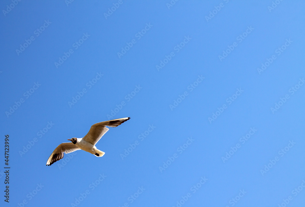 Obraz premium A white gull in close-up hovers in the air with its wings spread against the background of a cloudless clear blue sky and a space for copying. Concept-summer vacation and freedom