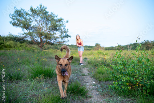Fototapeta Naklejka Na Ścianę i Meble -  junge blonde Frau mir Schäferhund Mischling in der Natur beim Training und Spielen