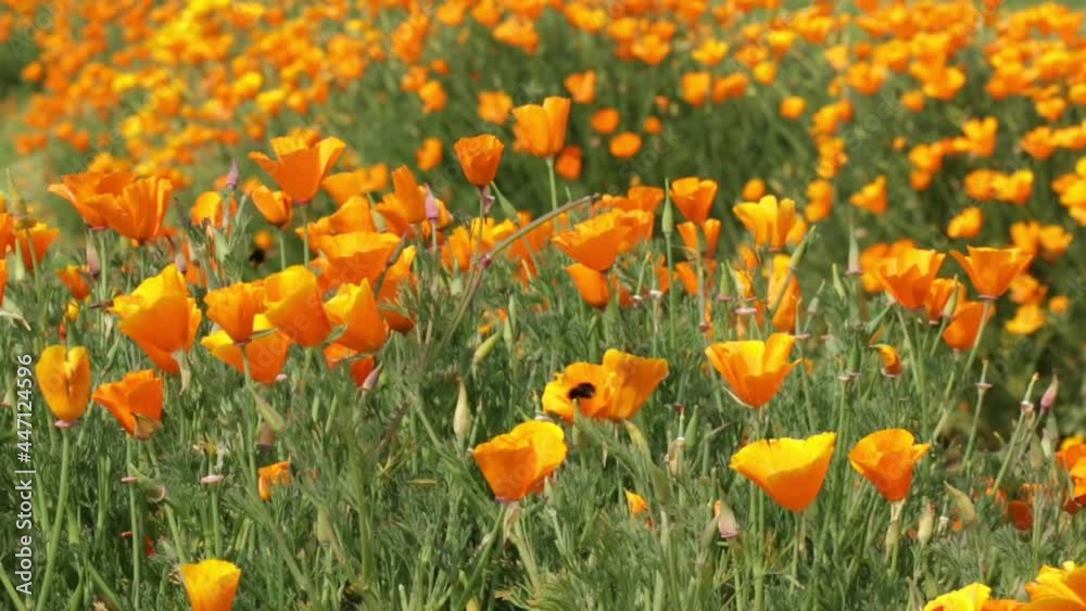 California poppies and wildflowers during the spring super-bloom. California poppies and wildflowers during the spring super-bloom.
