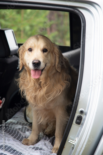 The dog is in the car.Golden Retriever in the car.