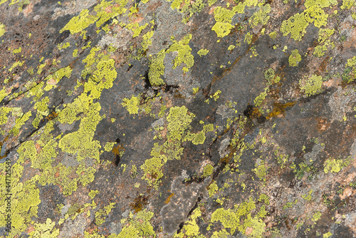 Licheni su roccia photo