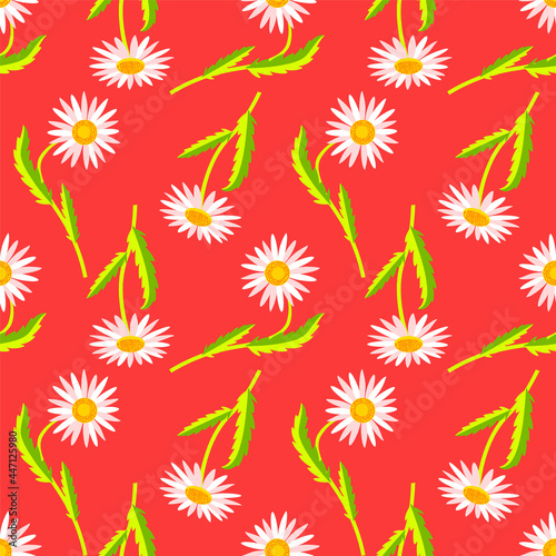 Camomile flowers seamless pattern  vector graphic.