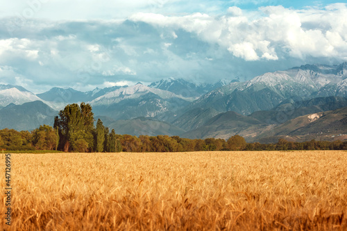 Wheat field in the mountains