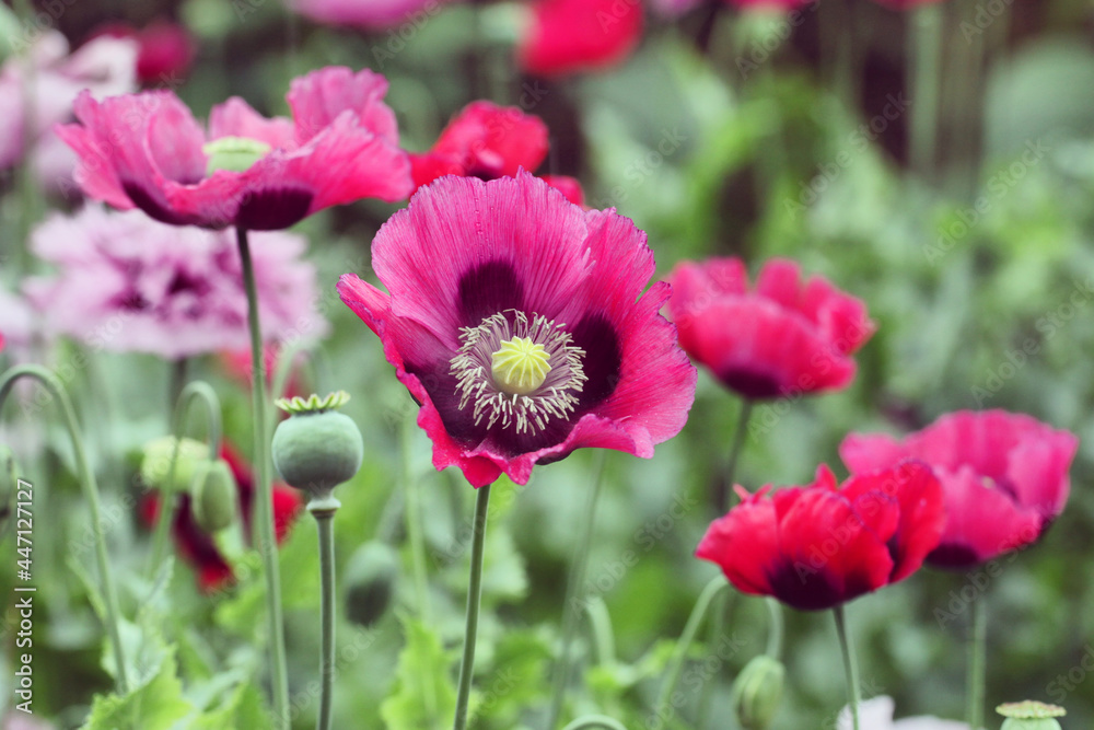 Deep pink opium poppy in flower