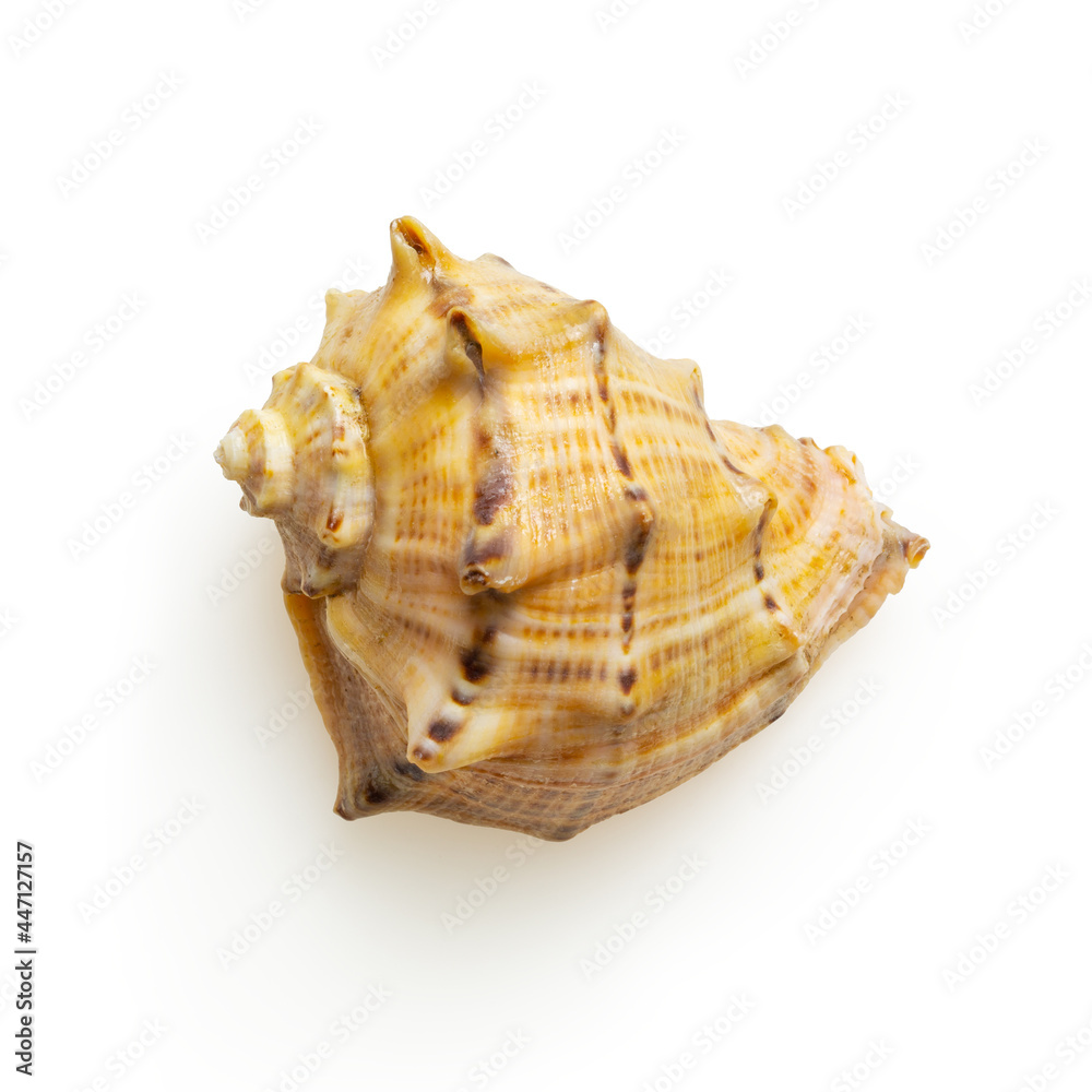 Isolated shell on white background Isolated shell on white background