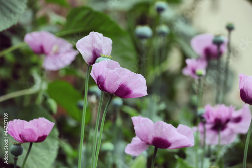 Canvas Print Pale lilac opium poppy in flower