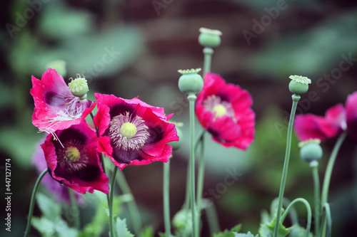 Photography Deep pink opium poppy in flower