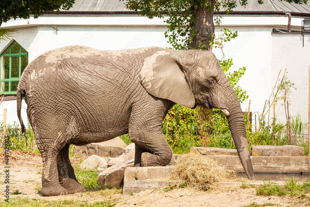 Słoń w zoo