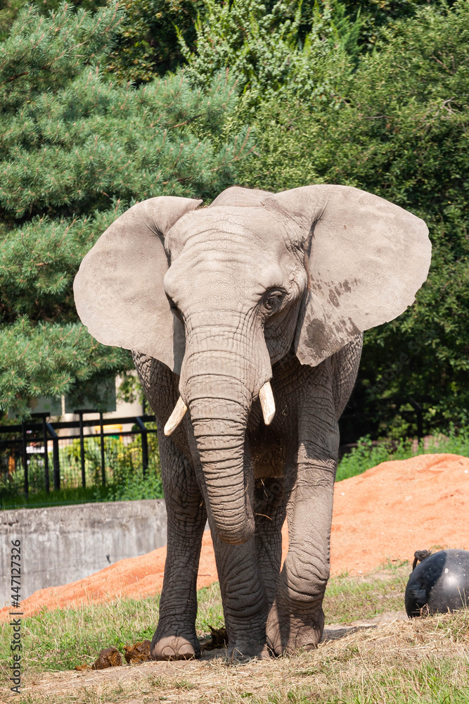 Fototapeta premium Słoń w zoo 