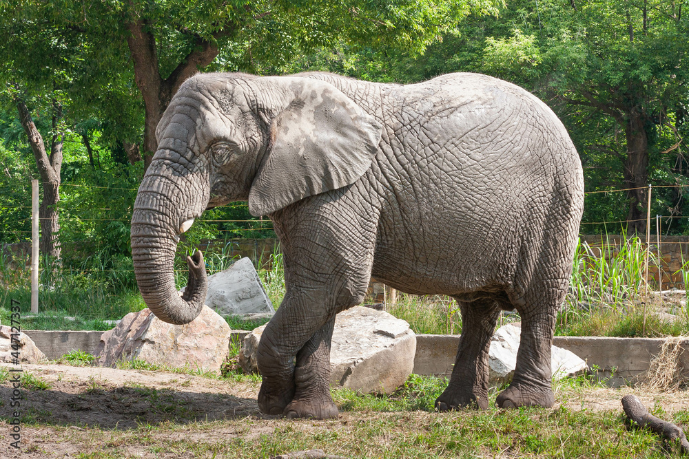 Słoń w zoo  - obrazy, fototapety, plakaty 
